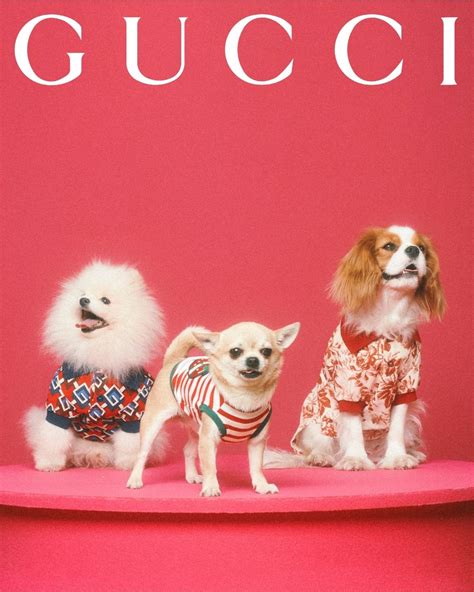 gucci pet limited|gucci limited edition perfume 2020.